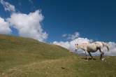 20120813_104054 Cavallo.jpg